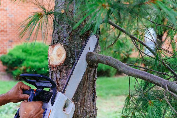 Best Tree Maintenance Programs  in Hlside, IL